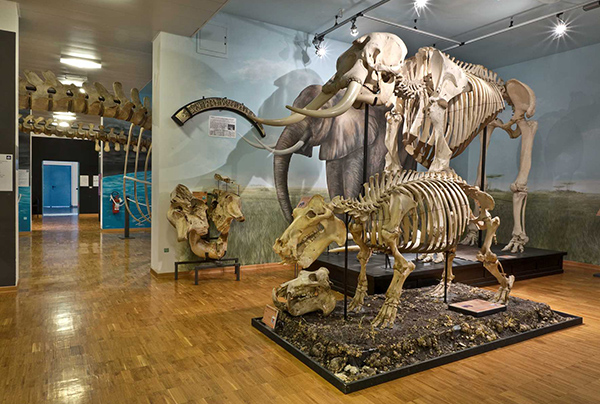 Musée d'histoire naturelle